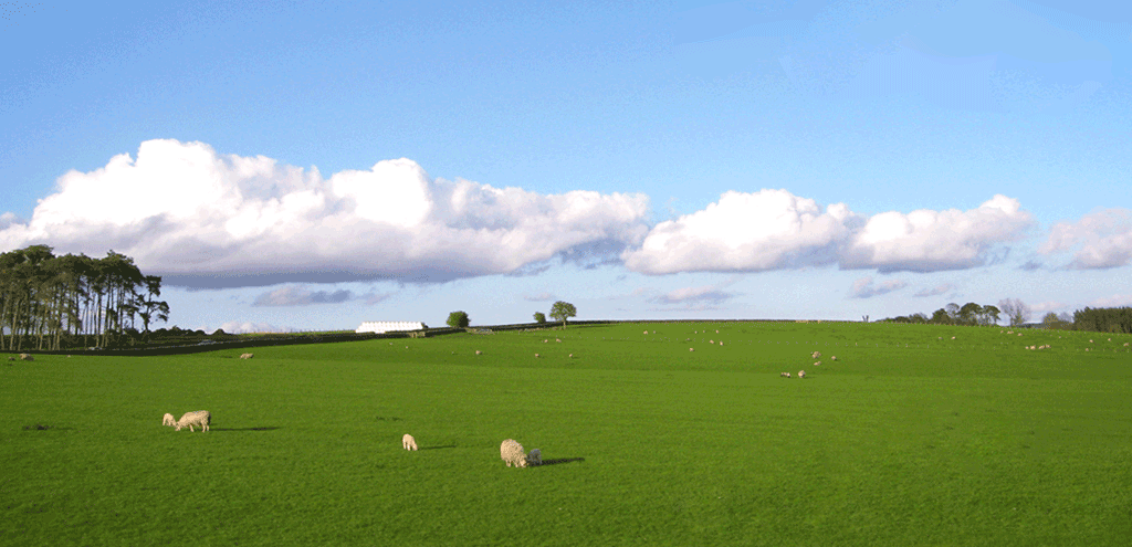 pasture